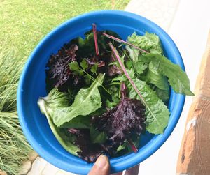 High angle view of potted plant in bowl