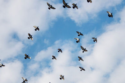 Low angle view of birds flying in sky