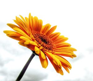 Close-up of yellow flowers