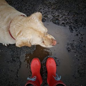 Low section of man with dog standing by water