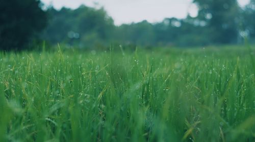 Close-up of wheat field