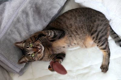 High angle view of cat resting on bed