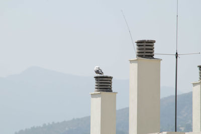 Low angle view of bird perching against clear sky