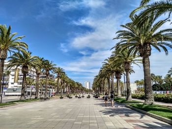 Palm trees in park against sky