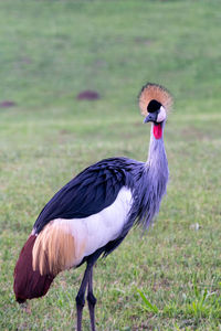 Side view of a bird on field