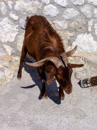 Close-up of horse standing outdoors