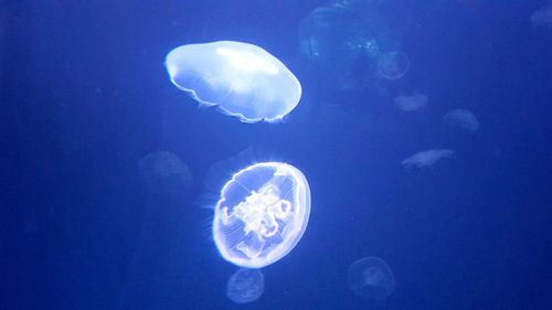 Jellyfish swimming in sea