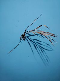 Close-up of insect on wall