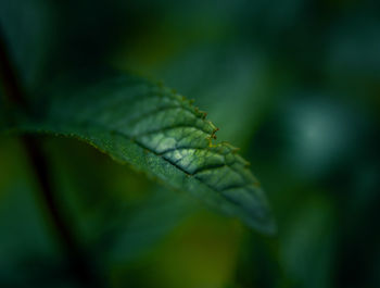 Beautiful closeup of peppermint leaves in the garden. natural, fresh, cooling herbal tea, vegan.