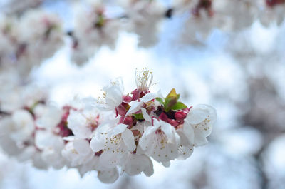 Close-up of cherry blossom