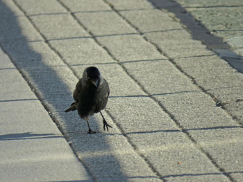 High angle view of bird perching on shadow