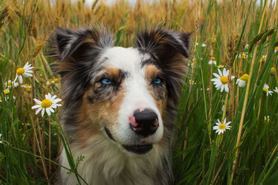 Portrait of dog on field