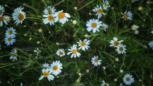 Close-up of white daisy flowers on field