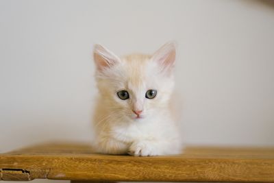 pet