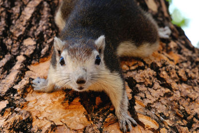 Squirrel on the tree he looking at my camera make me and other people felling good, good picture.