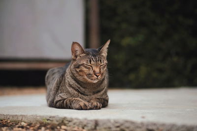 Portrait of a cat resting