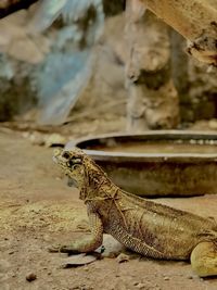 Close-up of lizard