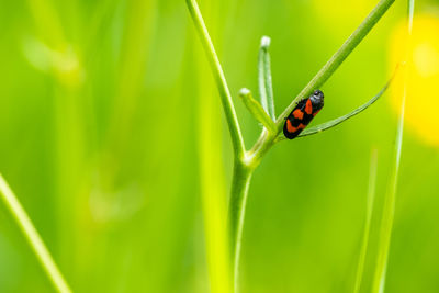 Close-up of ladybug on plant