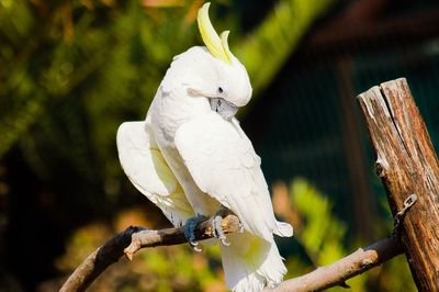 Close-up of parrot perching on branch