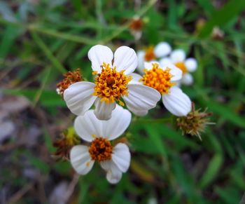 Close-up of white flowers blooming outdoors