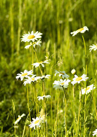 Close-up of white flowering plants on field