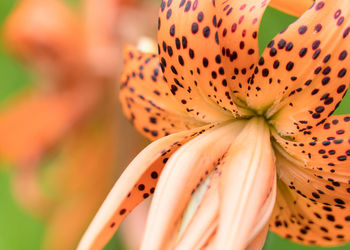 Close-up of orange lily