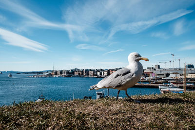 Seagull perching on a sea