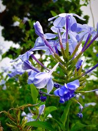 Close-up of purple flowers