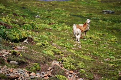 Full length of sheep walking on landscape
