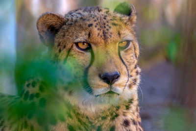 Close-up of a cat looking away