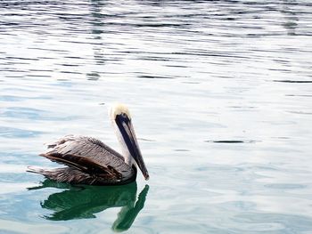 High angle view of pelican swimming in ocean