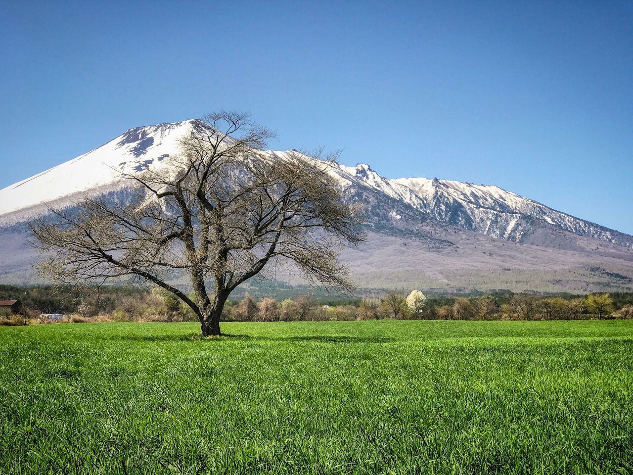 SCENIC VIEW OF FIELD AGAINST CLEAR SKY