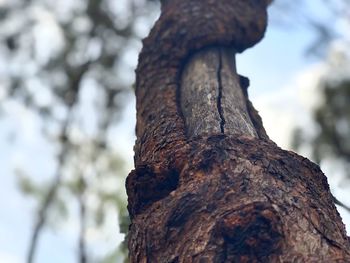 Low angle view of tree trunk