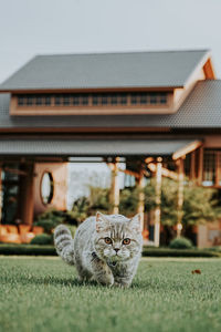 Cat sitting on field