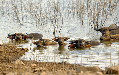 Ducks swimming in lake
