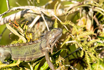 Green iguana lizard also called iguana iguana suns itself in a tree in naples, florida