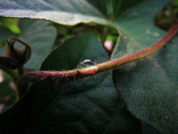 Close-up of leaves on tree