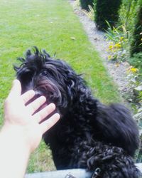 Close-up of dog looking away