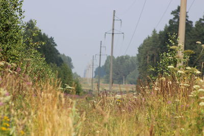 Plants on field against sky