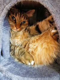 Close-up portrait of tabby cat