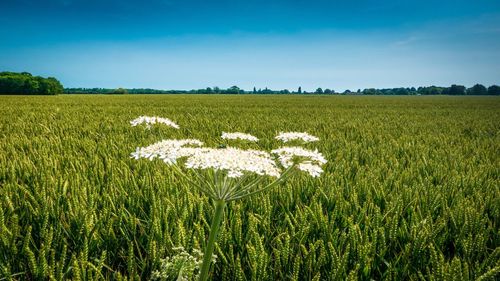 Scenic view of wheat field against sky