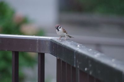 Bird perching on a railing