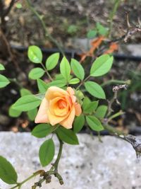 Close-up of rose blooming outdoors