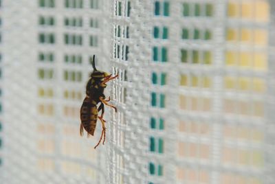 Close-up of insect on wall