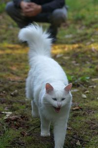 Close-up of cat on grass