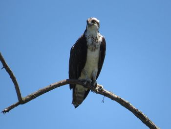 Low angle view of an osprey perching on branch against sky