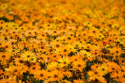 Full frame shot of yellow flower blooming in field