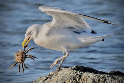 Seagull perching on rock