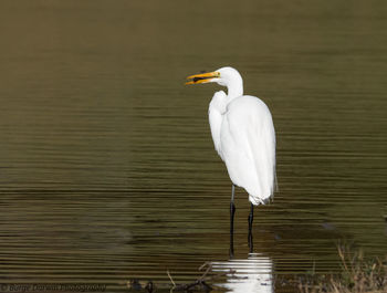 White bird on a lake