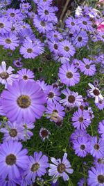 Close-up of purple flowers